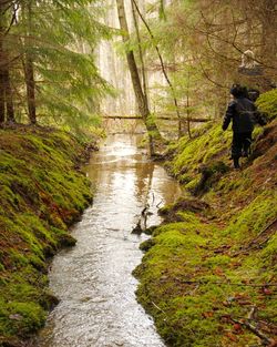 Scenic view of forest