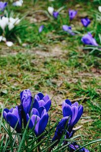 Close-up of purple flowers