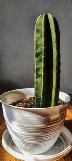 Close-up of succulent plant on table