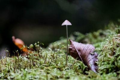 Close-up of mushroom growing on field