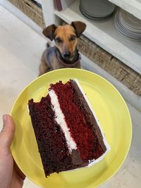 Piece of red velvet cake on a yellow plate. a dog looking towards the cake.