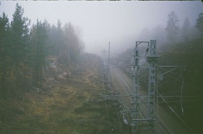 Trees in foggy weather