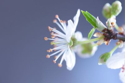 Close-up of white flowers