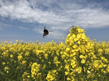 View of yellow flowering plants on field