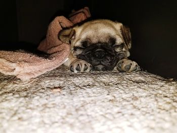 Close-up of dog at home