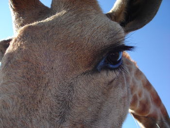 Close-up portrait of giraffe