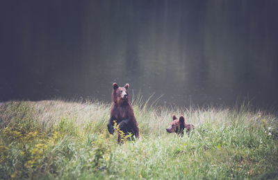 Bears relaxing at lakeshore
