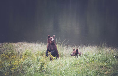 Dog relaxing on grassy field