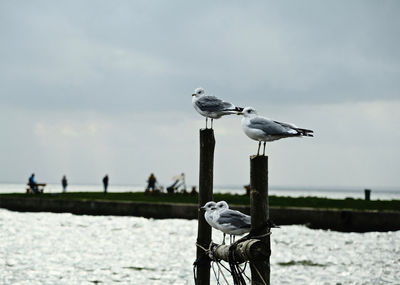 Seagull perching on wooden post