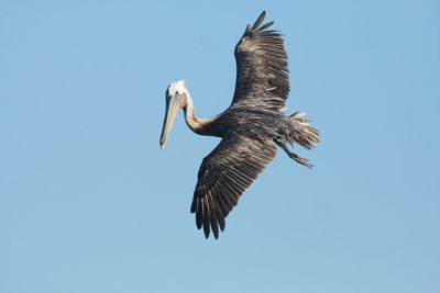 Low angle view of eagle flying against clear blue sky