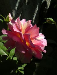 Close-up of pink rose flower