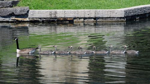 Swans swimming in lake