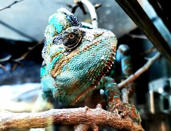 Close-up of lizard