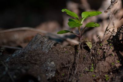 Close-up of plant growing on field