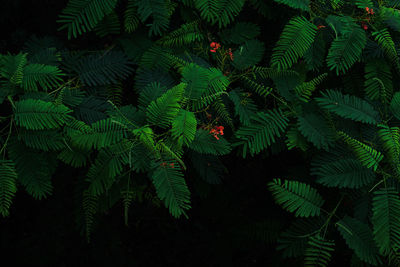 High angle view of fern leaves on tree