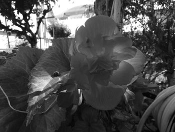 Close-up of white rose