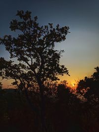 Low angle view of silhouette tree against sky during sunset