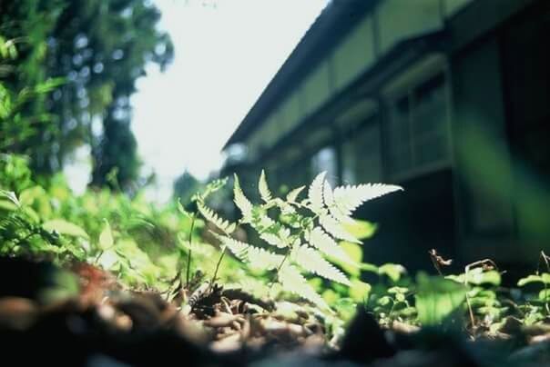 CLOSE-UP OF PLANTS