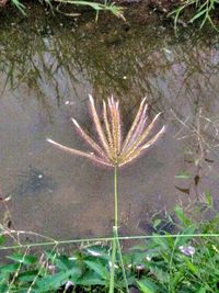 High angle view of wet plant on field