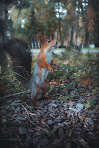 Close-up of squirrel standing on land