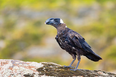 Close-up of bird perching on rock