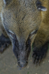 Close-up of horse