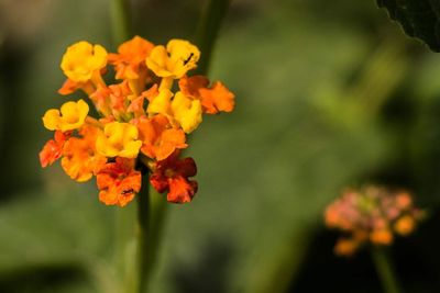 Close-up of orange flowers blooming outdoors