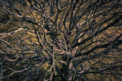 Low angle view of tree