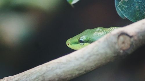 Close-up of green snake by twig