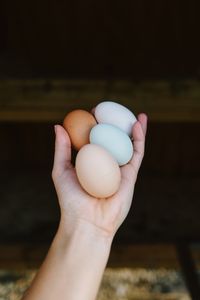 Cropped hand holding egg