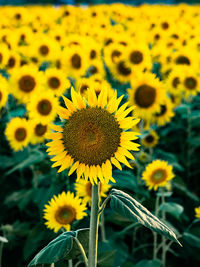 Close-up of sunflower on field