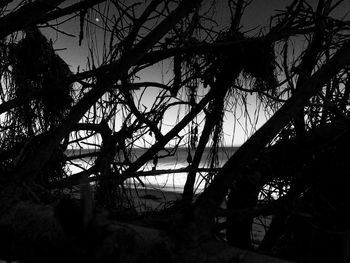 Low angle view of silhouette trees in forest