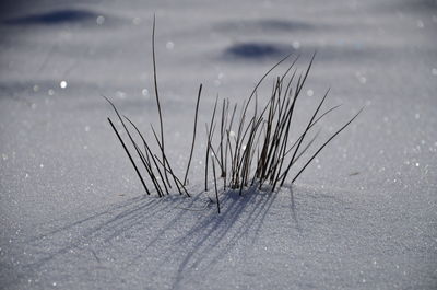 Close-up of snow on water