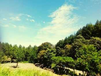 Trees against sky