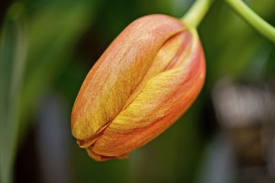 Closeup of tulip flowerhead 