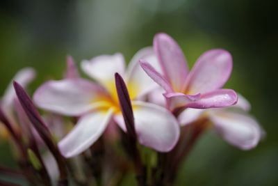 Close-up of pink crocus flowers