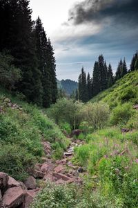 Scenic view of forest against sky