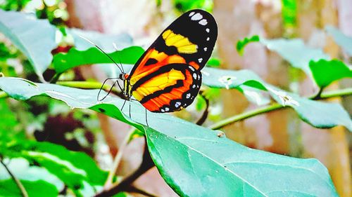 Close-up of butterfly perching on leaf