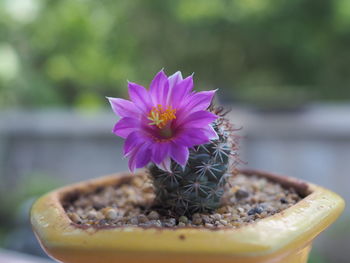 Close-up of pink flower