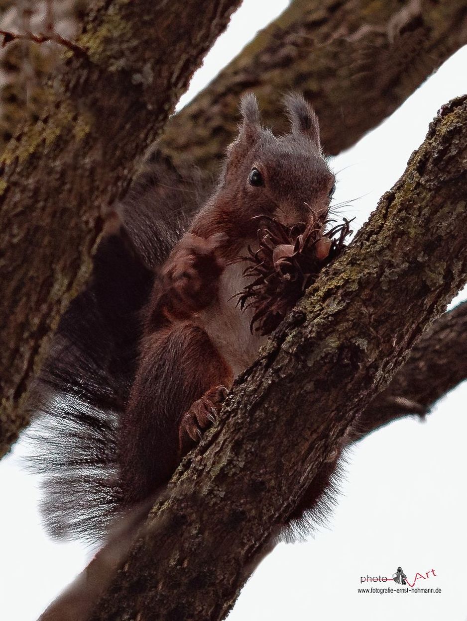 tree, animal wildlife, animal, mammal, animals in the wild, animal themes, plant, branch, day, no people, nature, one animal, low angle view, focus on foreground, vertebrate, tree trunk, trunk, sitting, outdoors, young animal