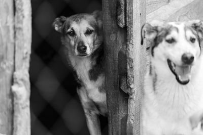 Portrait of dog by fence