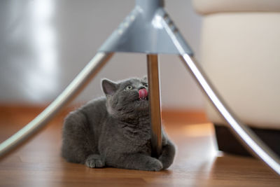 Cat sitting on table