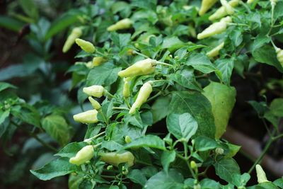 Close-up of green plant