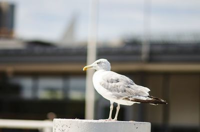 Close-up of seagull perching on wooden post