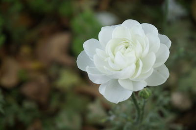 Close-up of white rose