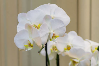Closeup of of white blooming phalaenopsis orchid, exotic flower