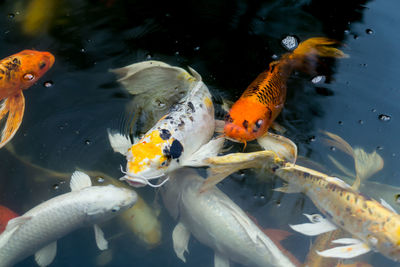 Fish swimming in pond