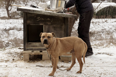 Portrait of dog standing on land