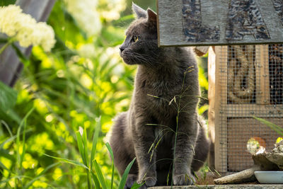 Portrait of a cat