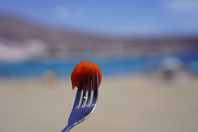 Close-up of orange flower on beach